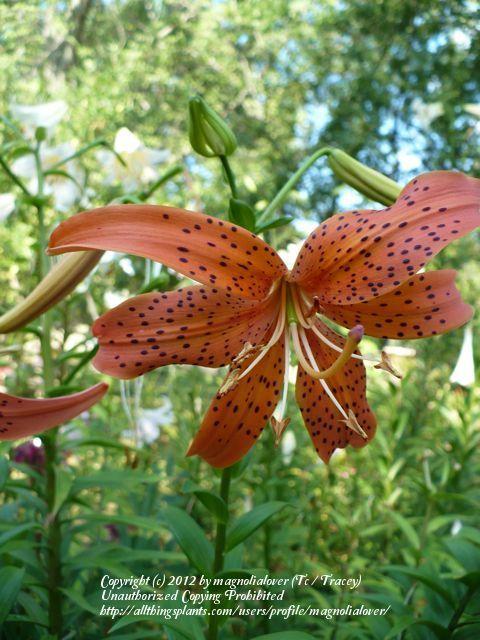 Photo of Lily (Lilium 'Prawn Tiger') uploaded by magnolialover