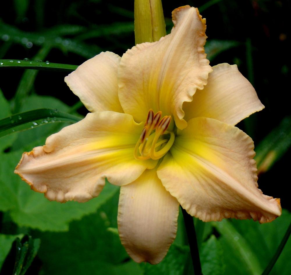 Photo of Daylily (Hemerocallis 'Acquired Arcadian Bliss') uploaded by nh4me