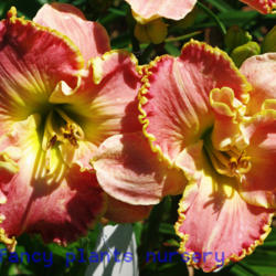 
Date: 2012-06-14
Photo Courtesy of Mr. Fancy Plants Daylily Nursery Used with Perm