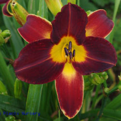 
Date: 2011-06-18
Photo Courtesy of Mr. Fancy Plants Daylily Nursery Used with Perm