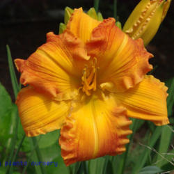 
Date: 2011-07-13
Photo Courtesy of Mr. Fancy Plants Daylily Nursery Used with Perm