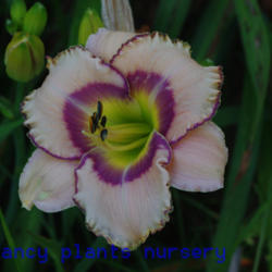 
Date: 2012-06-20
Photo Courtesy of Mr. Fancy Plants Daylily Nursery Used with Perm