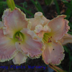 
Date: 2011-06-09
Photo Courtesy of Mr. Fancy Plants Daylily Nursery Used with Perm