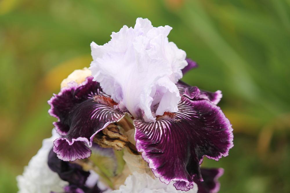 Photo of Tall Bearded Iris (Iris 'Salome's Butterfly') uploaded by ARUBA1334