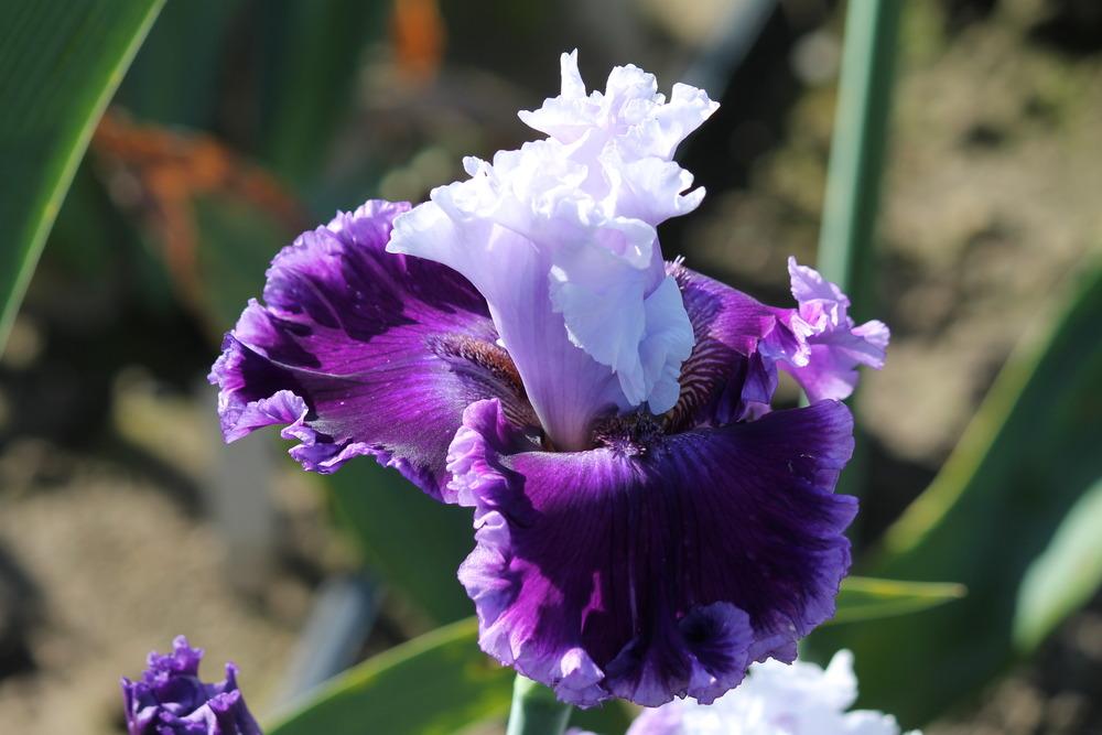 Photo of Tall Bearded Iris (Iris 'Glamorama') uploaded by ARUBA1334