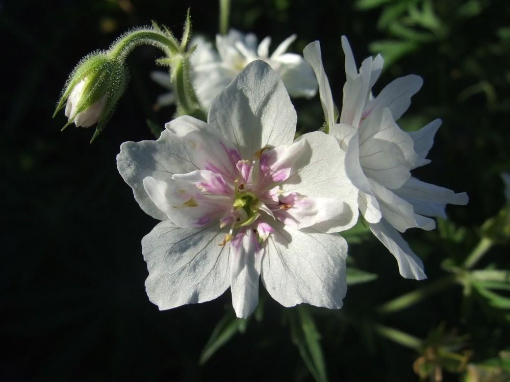 Photo of Hardy Geranium (Geranium pratense 'Double Jewel') uploaded by Anne