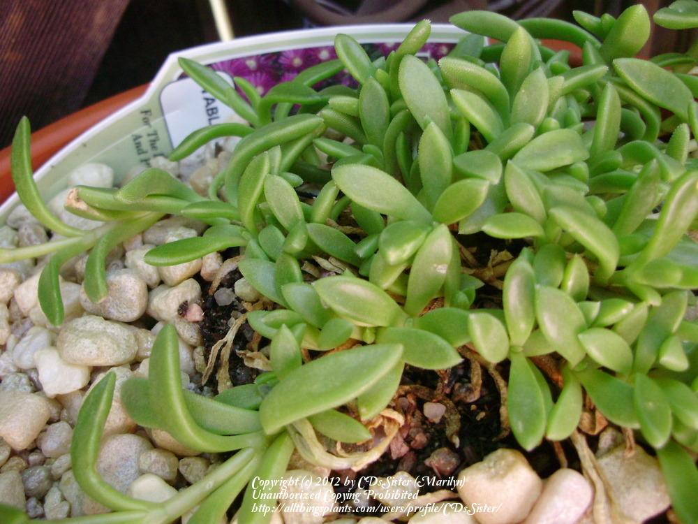 Photo of Ice Plant (Delosperma obtusum Table Mountain®) uploaded by CDsSister