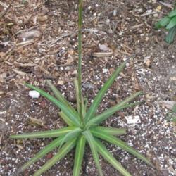 Location: Southwest Florida
Date: July 2012
Plant with beginning flowerspike.