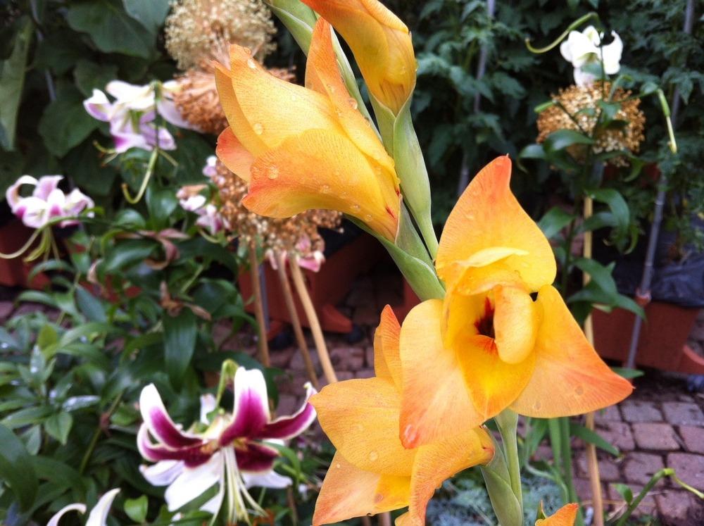 Photo of Hybrid Gladiola (Gladiolus 'Boone') uploaded by Ispahan