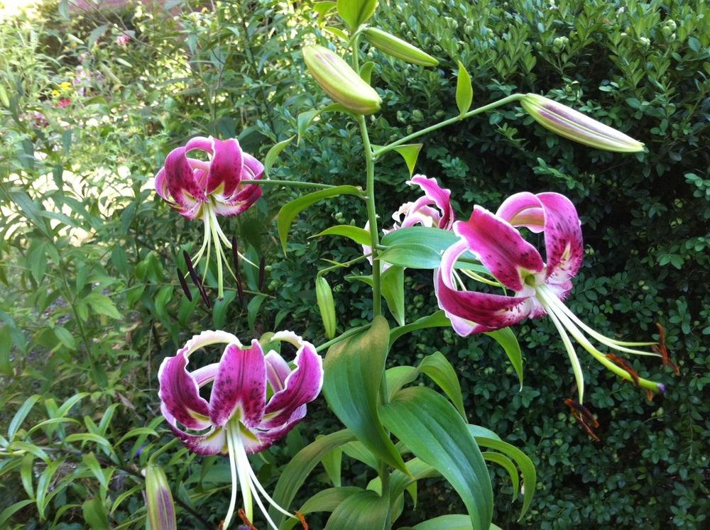 Photo of Lily (Lilium 'Black Beauty') uploaded by Ispahan