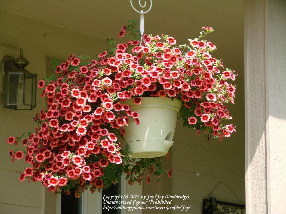 Photo of Million Bells (Calibrachoa Superbells® Coralberry Punch) uploaded by Joy