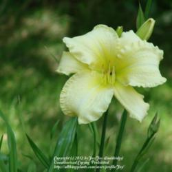 Location: My garden in Kalama, Wa. Zone 8
Date: 2012-07-14
FFO (First flower open)