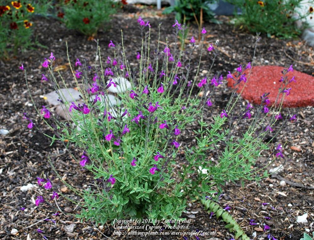 Photo of Sage (Salvia 'Ultra Violet') uploaded by Zencat