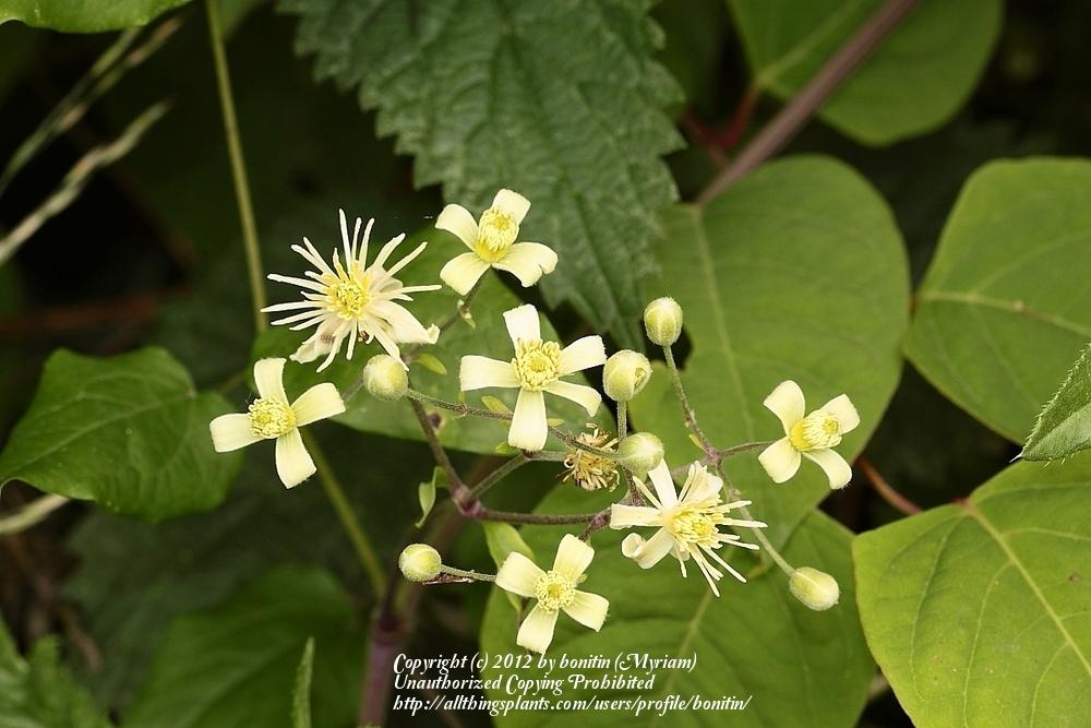 Photo of Clematis (Clematis vitalba) uploaded by bonitin