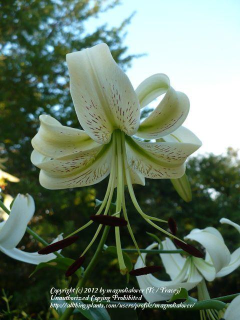 Photo of Lily (Lilium 'Silver Scheherazade') uploaded by magnolialover