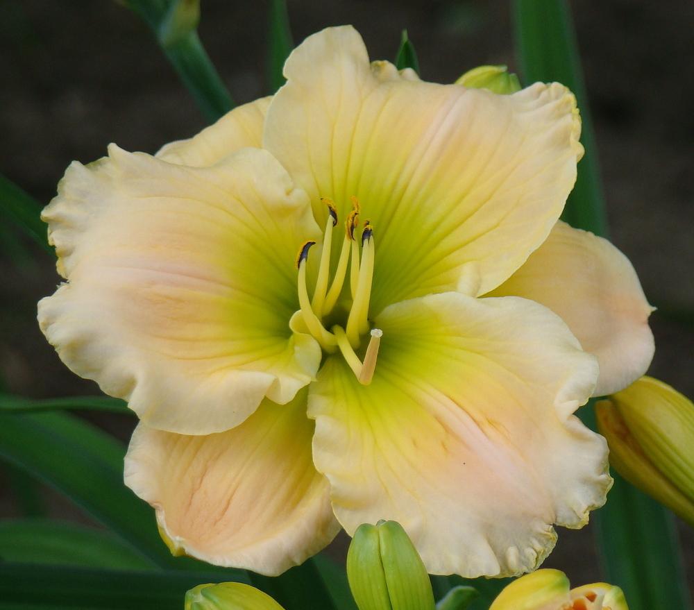 Photo of Daylily (Hemerocallis 'Our Friend Sally') uploaded by nh4me