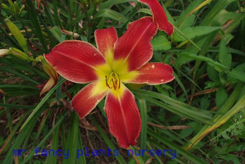 Photo of Daylily (Hemerocallis 'Running with Scissors') uploaded by vic