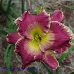 
Date: 2011-07-06
Photo Courtesy of Mr. Fancy Plants Daylily Nursery Used with Perm