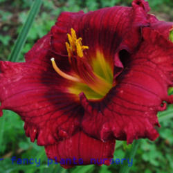 
Date: 2012-05-29
Photo Courtesy of Mr. Fancy Plants Daylily Nursery Used with Perm