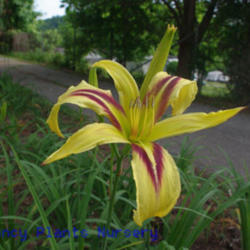 
Date: 2011-06-03
Photo Courtesy of Mr. Fancy Plants Daylily Nursery Used with Perm
