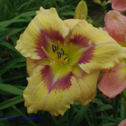 
Date: 2011-06-16
Photo Courtesy of Mr. Fancy Plants Daylily Nursery Used with Perm