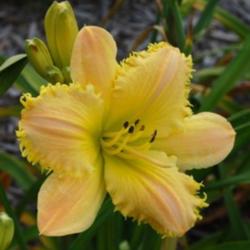 
Photo Courtesy of Earlybird Daylilies. Used with Permission.