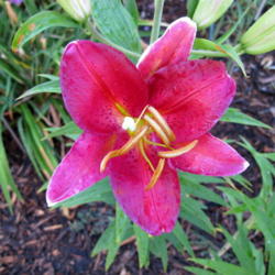 Location: My garden, zone 4 Wisconsin
Date: 2012-07-15
zone 4 Wisconsin