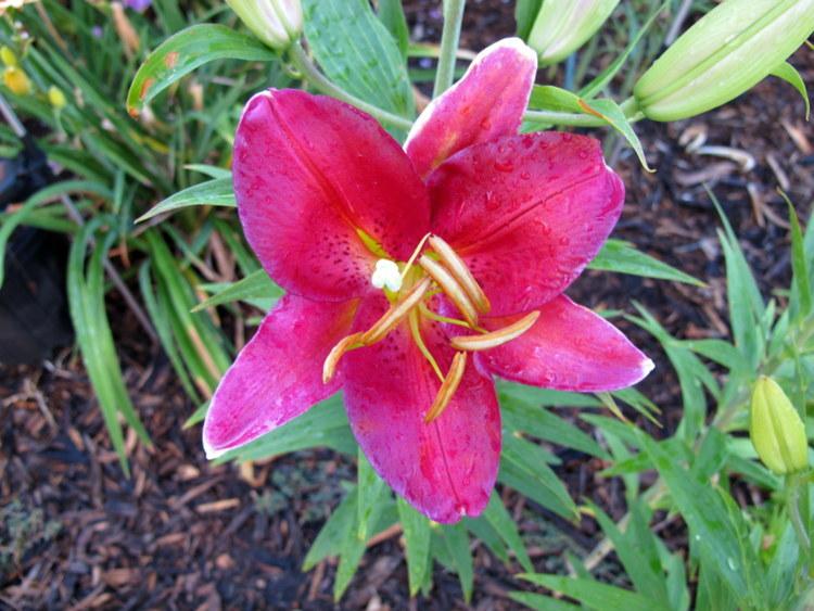 Photo of Lily (Lilium 'Tessala') uploaded by goldfinch4