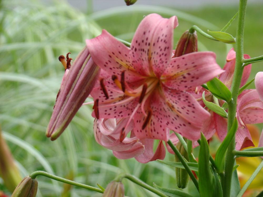 Photo of Lily (Lilium 'Embarrassment') uploaded by nh4me