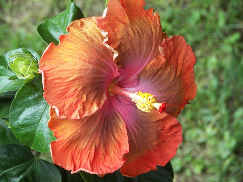 Photo of Tropical Hibiscus (Hibiscus rosa-sinensis 'Briar Patch') uploaded by stplong