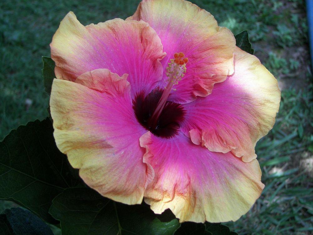 Photo of Tropical Hibiscus (Hibiscus rosa-sinensis 'First Impression') uploaded by stplong