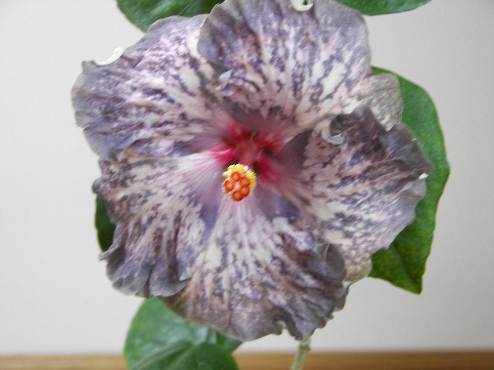 Photo of Tropical Hibiscus (Hibiscus rosa-sinensis 'White Diamonds') uploaded by stplong
