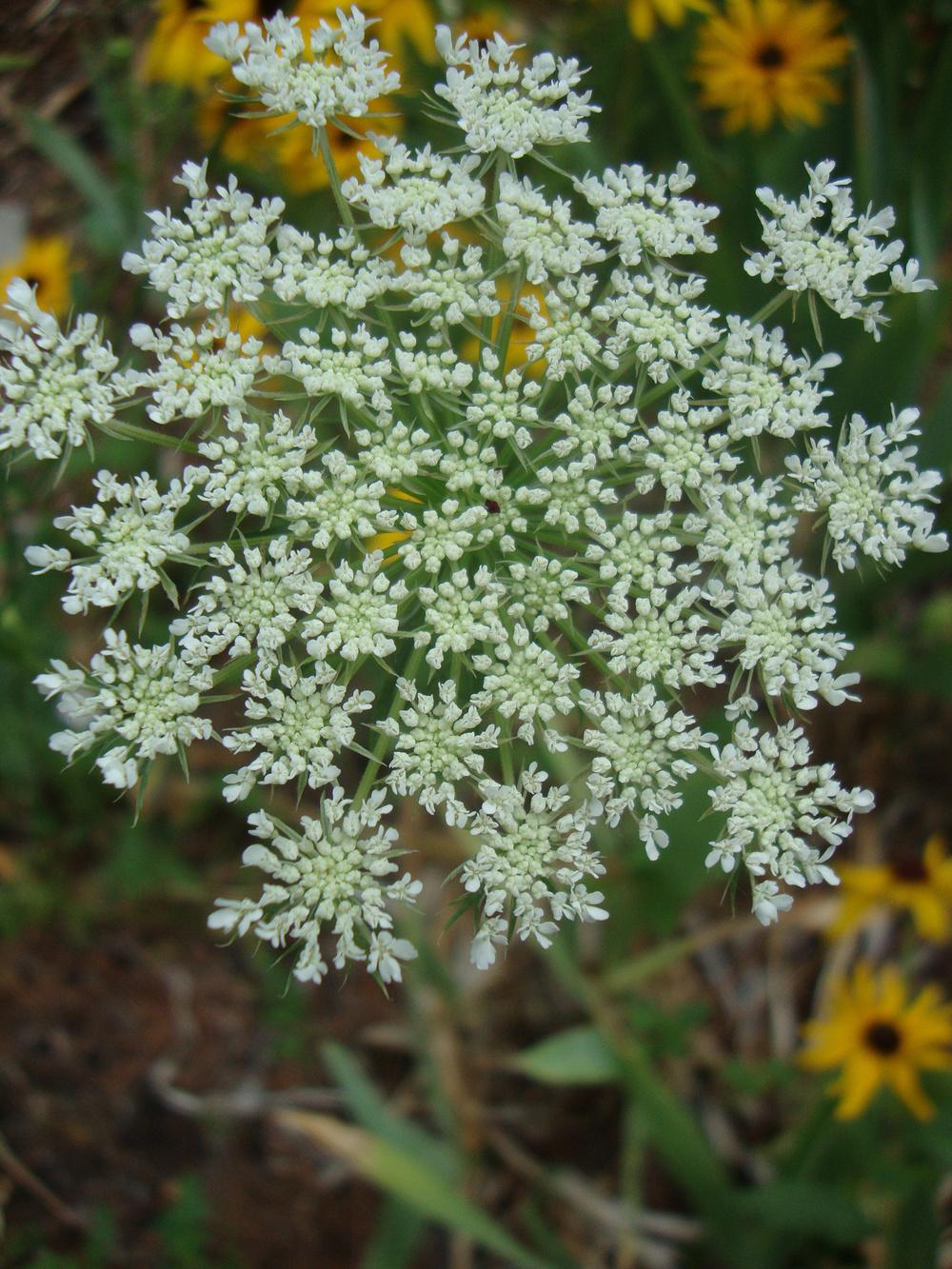 Photo of Queen Anne's Lace (Daucus carota) uploaded by Paul2032