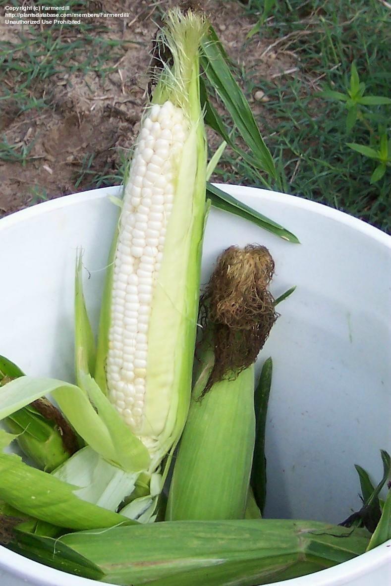 Photo of Sweet Corn (Zea mays subsp. mays 'Silver King') uploaded by farmerdill