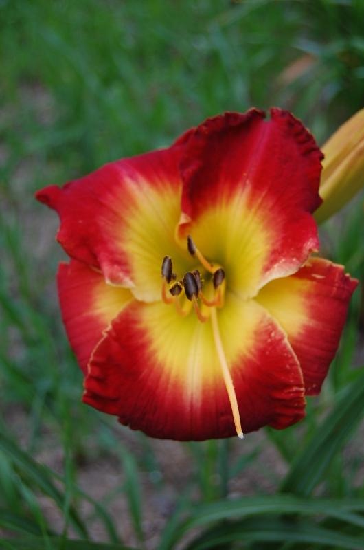 Photo of Daylily (Hemerocallis 'Forever Redeemed') uploaded by pixie62560