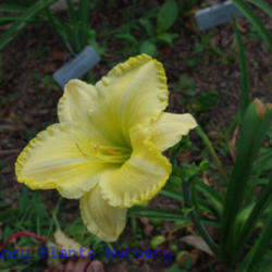 
Date: 2011-06-06
Photo Courtesy of Mr. Fancy Plants Daylily Nursery Used with Perm