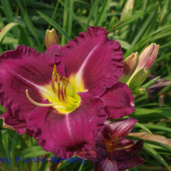 
Date: 2011-07-02
Photo Courtesy of Mr. Fancy Plants Daylily Nursery Used with Perm