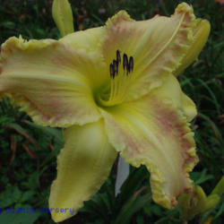 
Date: 2011-07-26
Photo Courtesy of Mr. Fancy Plants Daylily Nursery Used with Perm