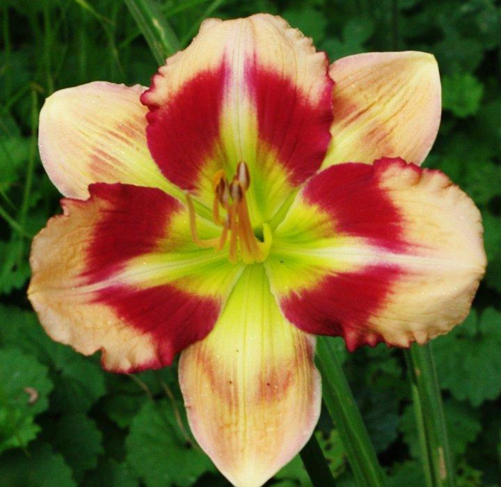 Photo of Daylily (Hemerocallis 'Peppermint Delight') uploaded by vic