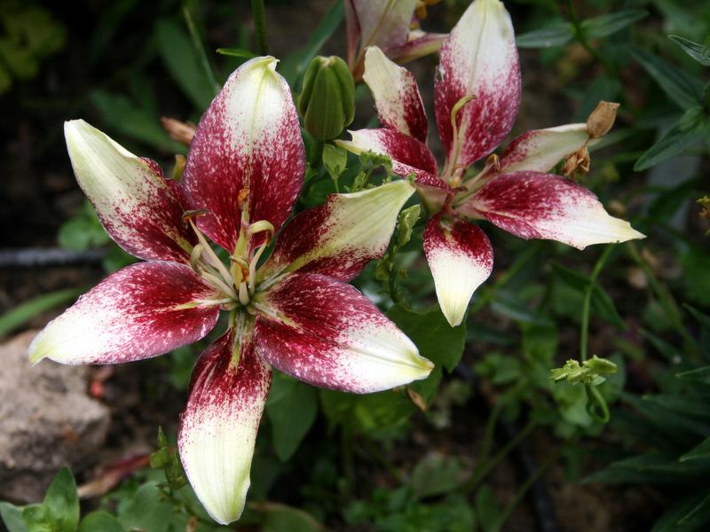 Photo of Lily (Lilium 'Push Off') uploaded by Calif_Sue