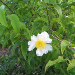 Location: Southwest Florida
Date: July 2012
The flower explains why this is known as the 'Fried Egg Tree'