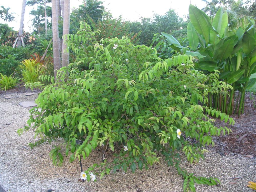 Photo of Fried Egg Tree (Oncoba spinosa) uploaded by Dutchlady1