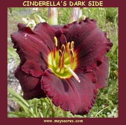 Photo of Daylily (Hemerocallis 'Cinderella's Dark Side') uploaded by Joy