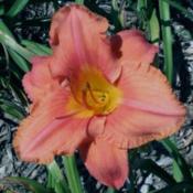 Photo Courtesy of Earlybird Daylilies. Used with Permis