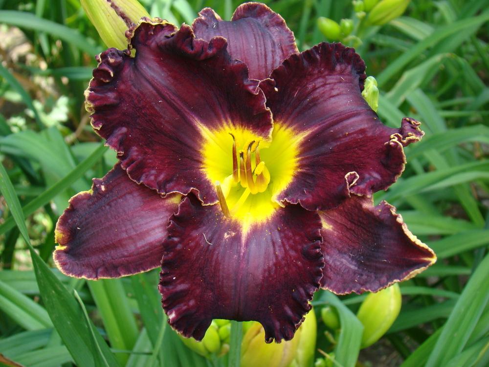 Photo of Daylily (Hemerocallis 'Victorian Garden Star Bright') uploaded by nh4me
