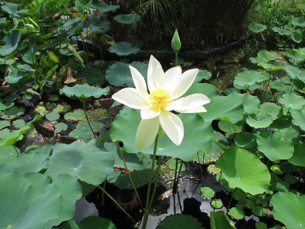 Photo of Sacred Lotus (Nelumbo nucifera) uploaded by Dutchlady1