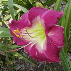 
Photo Courtesy of May's Acres Daylilies. Used with Permission.