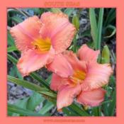 Photo Courtesy of May's Acres Daylilies. Used with Perm