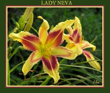 Photo of Daylily (Hemerocallis 'Lady Neva') uploaded by Joy
