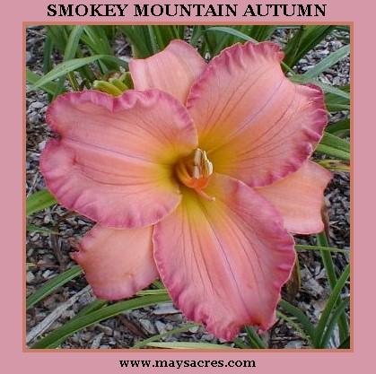 Photo of Daylily (Hemerocallis 'Smoky Mountain Autumn') uploaded by Joy
